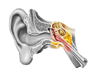 ear canal