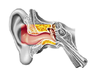 ear canal